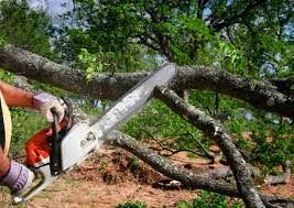 Best Leaf Removal  in Fowlkes, TN