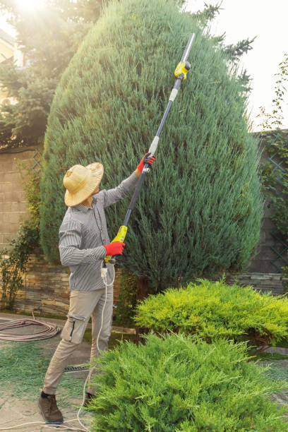 Best Tree Preservation Services  in Fowlkes, TN